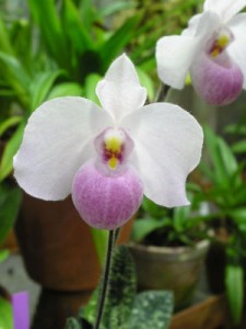 Paphiopedilum