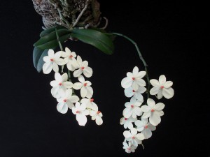 Minatyrarten Aerangis luteo-alba var. rhodosticta