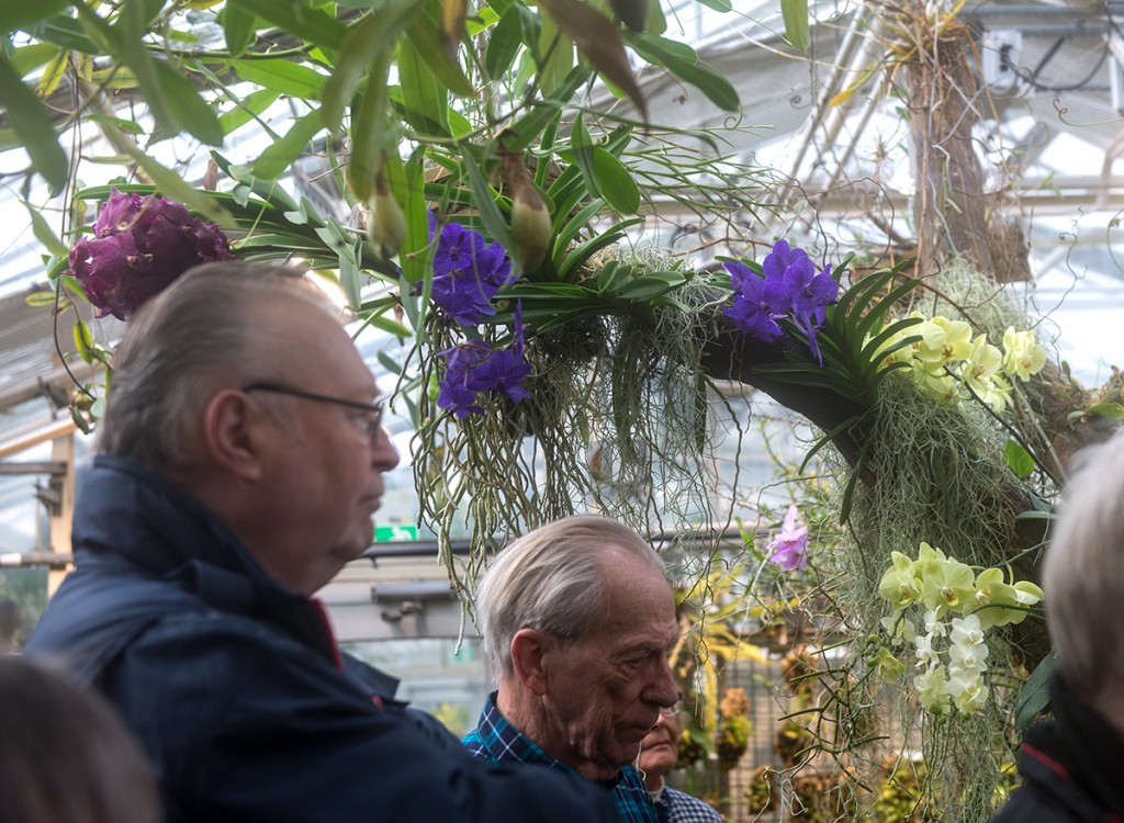 En fantastisk orkidéblomning mötte oss, orkidéer högt som lågt.