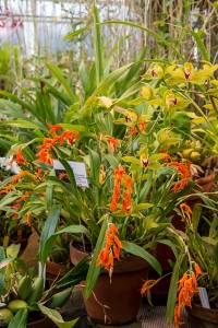 Ett praktfullt exemplar av Ada aurantiaca med nästan självlysande blommor. Ovanför stack det fram en blomstjälk från Cymbidium lowianum.