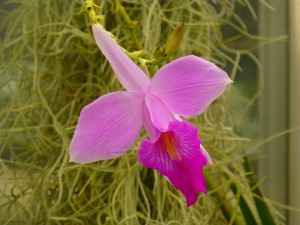Arundina graminifolia
