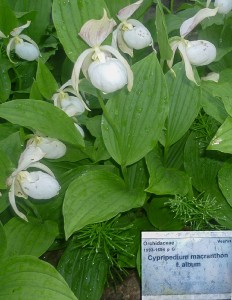Cypripedium macranthon f. album